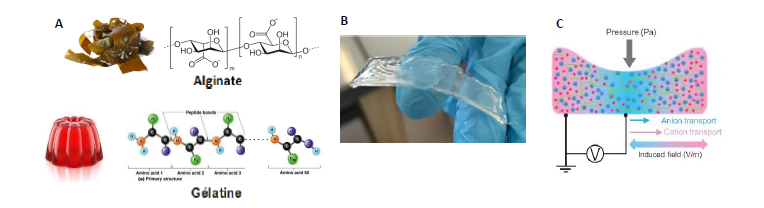 Figure 1. A) Exemple de structure de polymères biosourcés. B) Gel d’alginate. C) Schéma du fonctionnement de la peau ionique1.